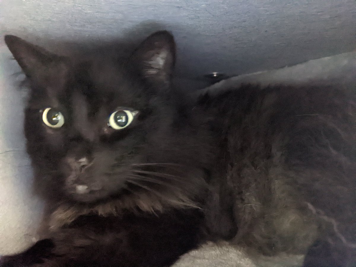 mightyjoeham's tweet photo. Sid is chillin' in his hidey hole.
#cats
#catastic
#oldmancat https://t.co/XpQHkVyF7f