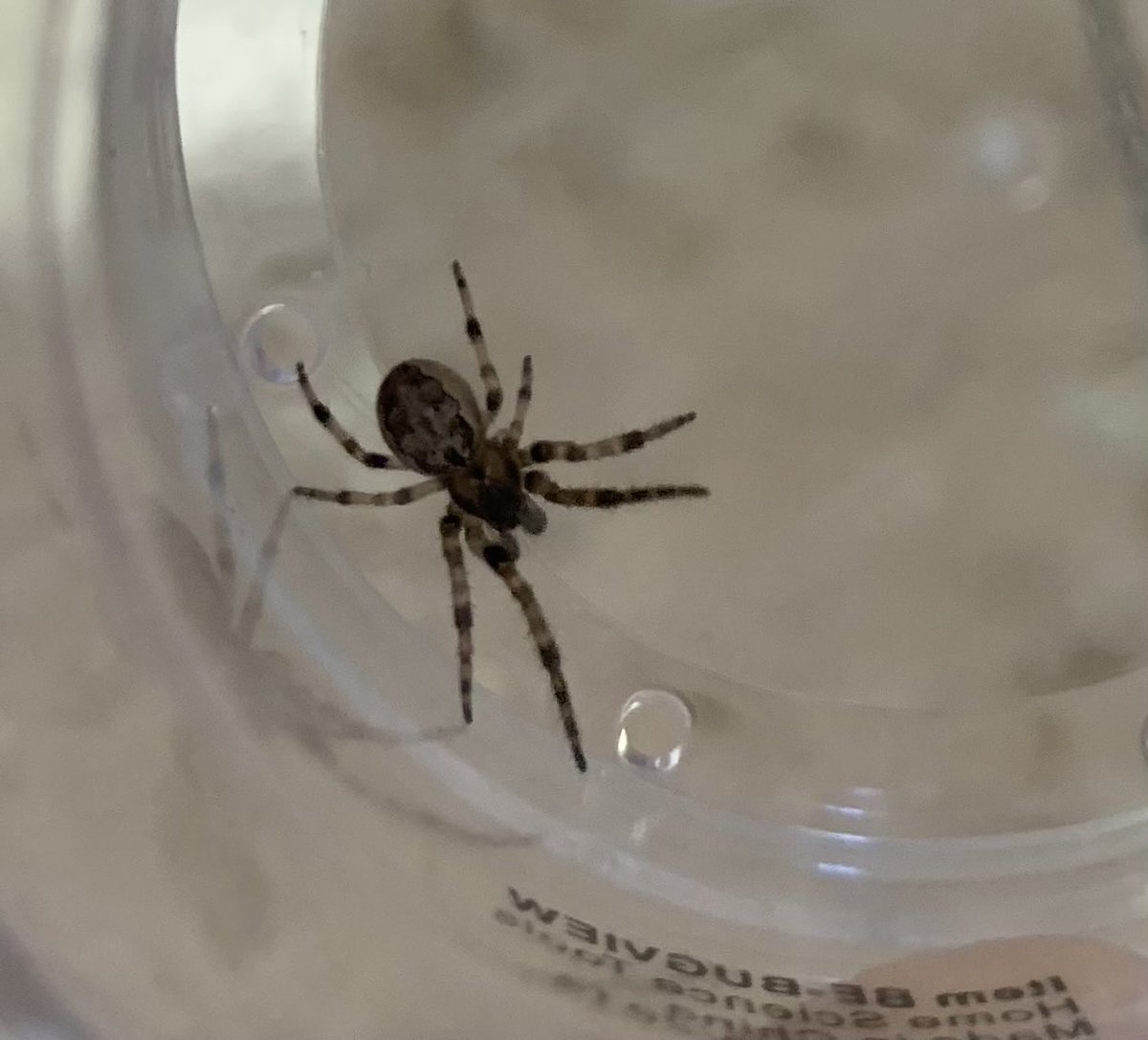 salamanderwhspr's tweet photo. ⁦⁩ I love how Bioblitzes and inventories get students excited about wildlife every day. I had 2 students excited to know the species of this fellow found in our school. Sometimes the smallest creatures can inspire! ⁦@inaturalist⁩ ⁦⁦@Discovrlife⁩ https://t.co/Q0KJrr7nEL