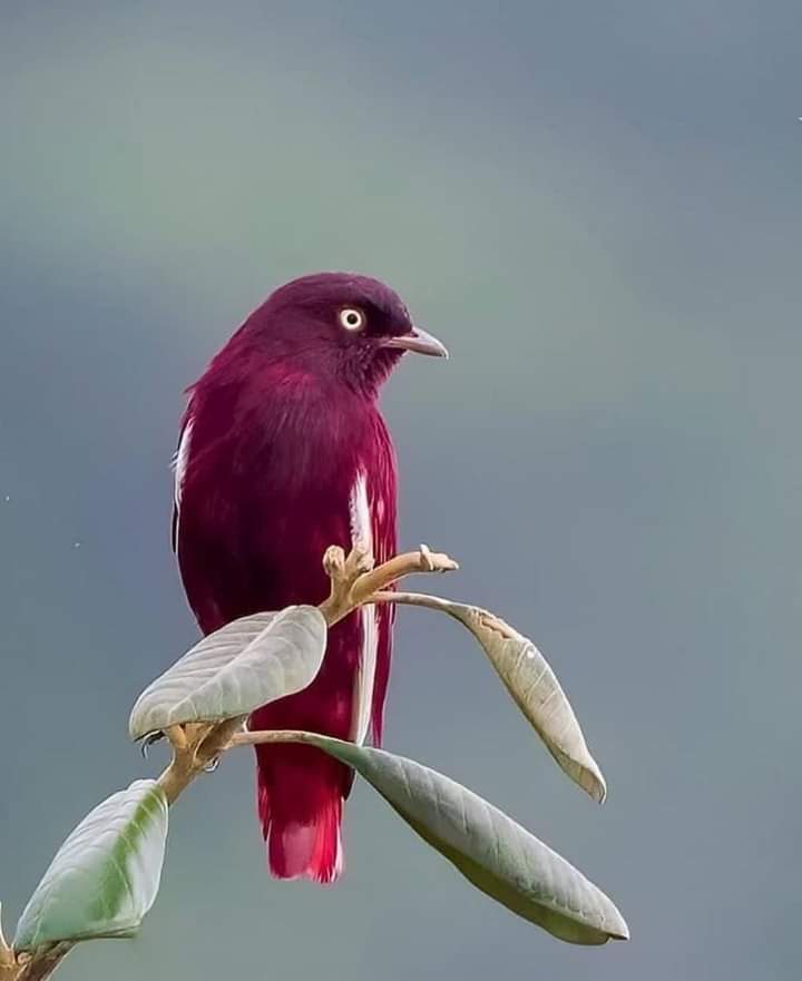 Jorgeperezg33's tweet photo. Spectacular Photography 🌐🌏 #Birds Lovers #Pompadour #Cotinga https://t.co/m9wldHwYjw