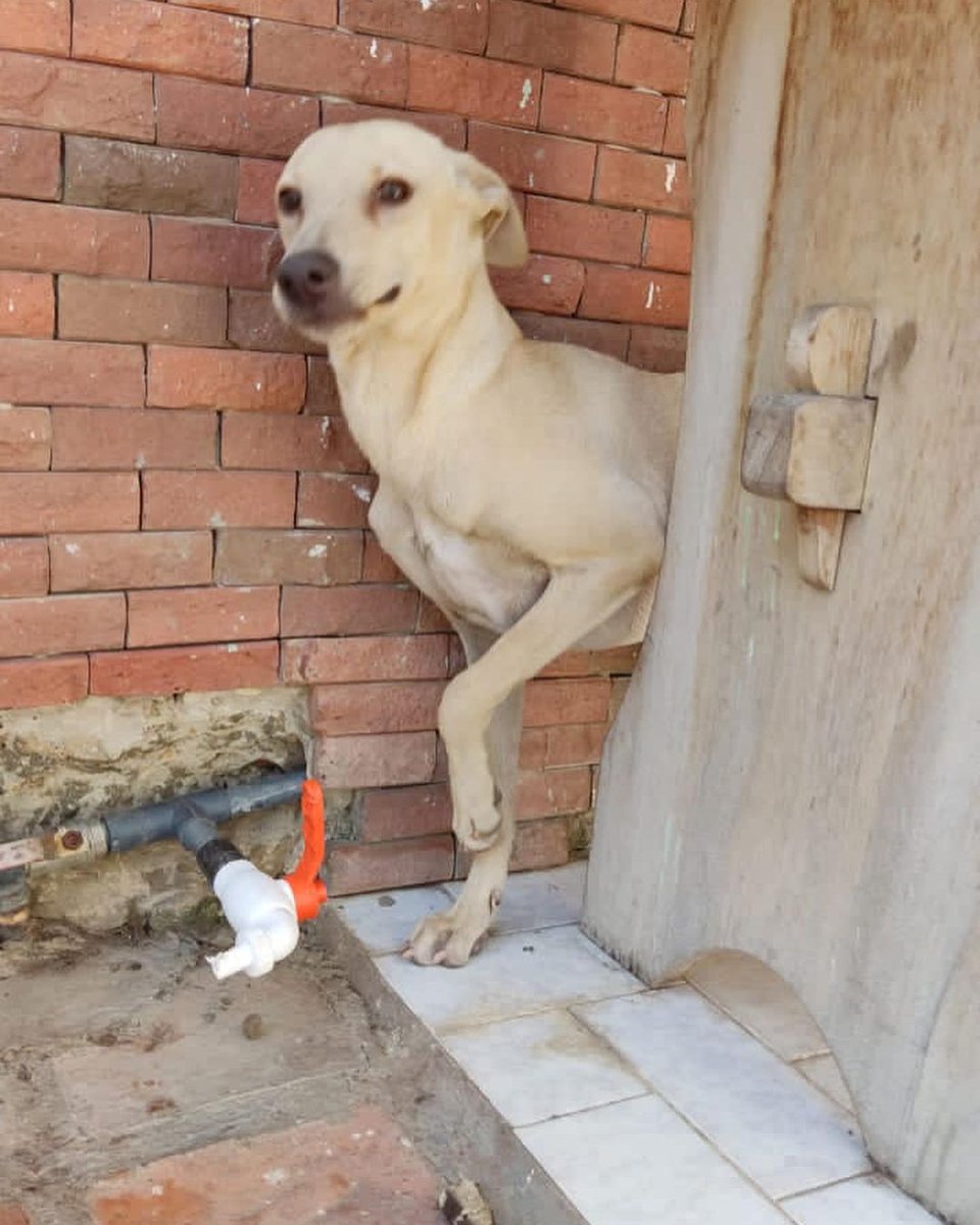 Eva la dimos en adopción hace 4 meses, ahora su familia tiene un viaje imprevisto y sin seguridad q volverán por ella, se cuentan con 10 días para reubicarla en temporal o definitivo, se lleva bien con niños,perros y gatos.
Inf raíz instagram.com/p/CYl5z5Ksk4R/
#Lecheria #Anzoategui