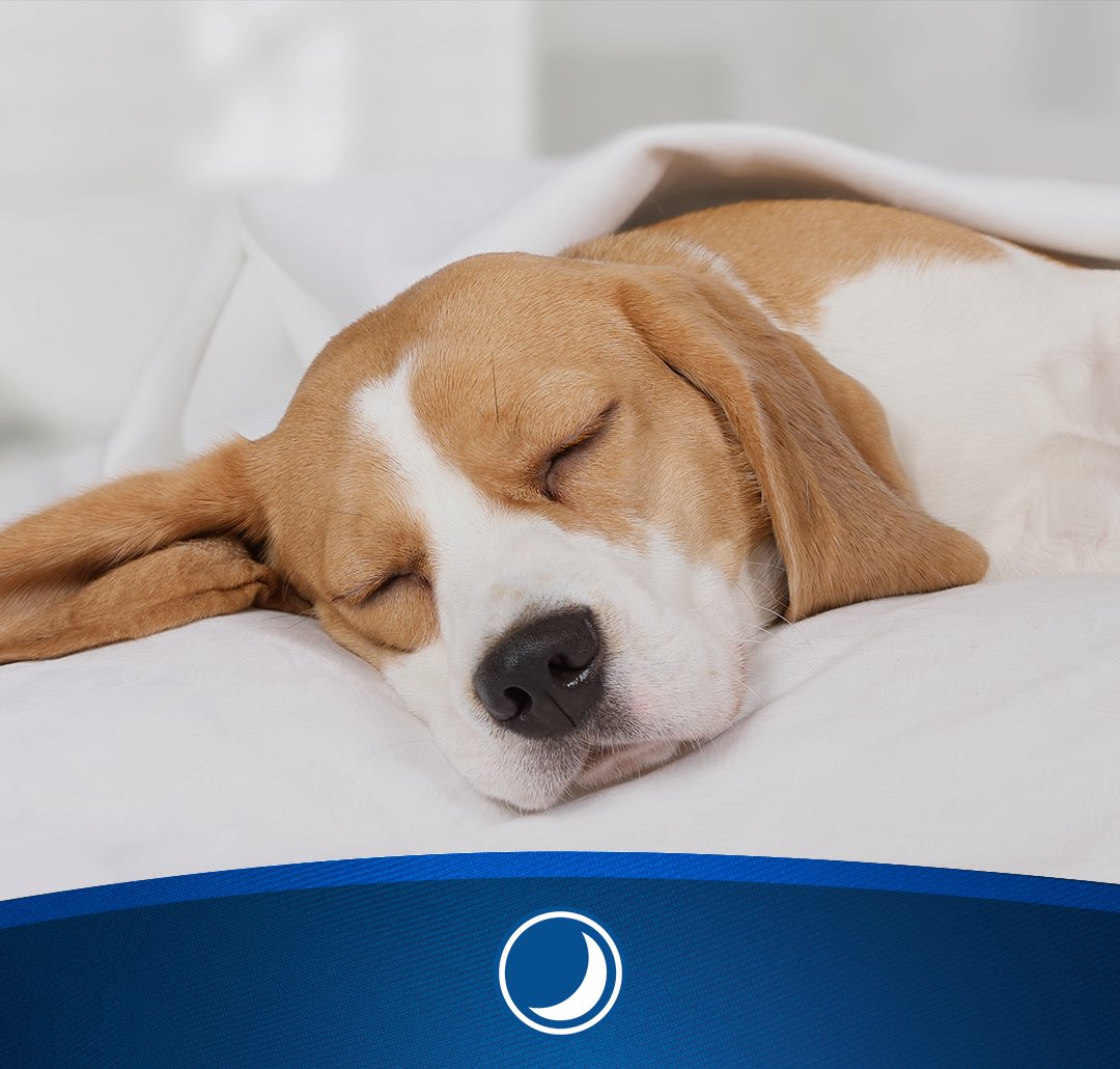 Tu lomito se te adelantó esta noche y ya está descansando sobre mí.  Ven y haznos compañía, porque recuerda que cuando duermes mal, se nota. 

#Restonic #ElColchónDeTusSueños #descanso #sueño #lomito #comodidad