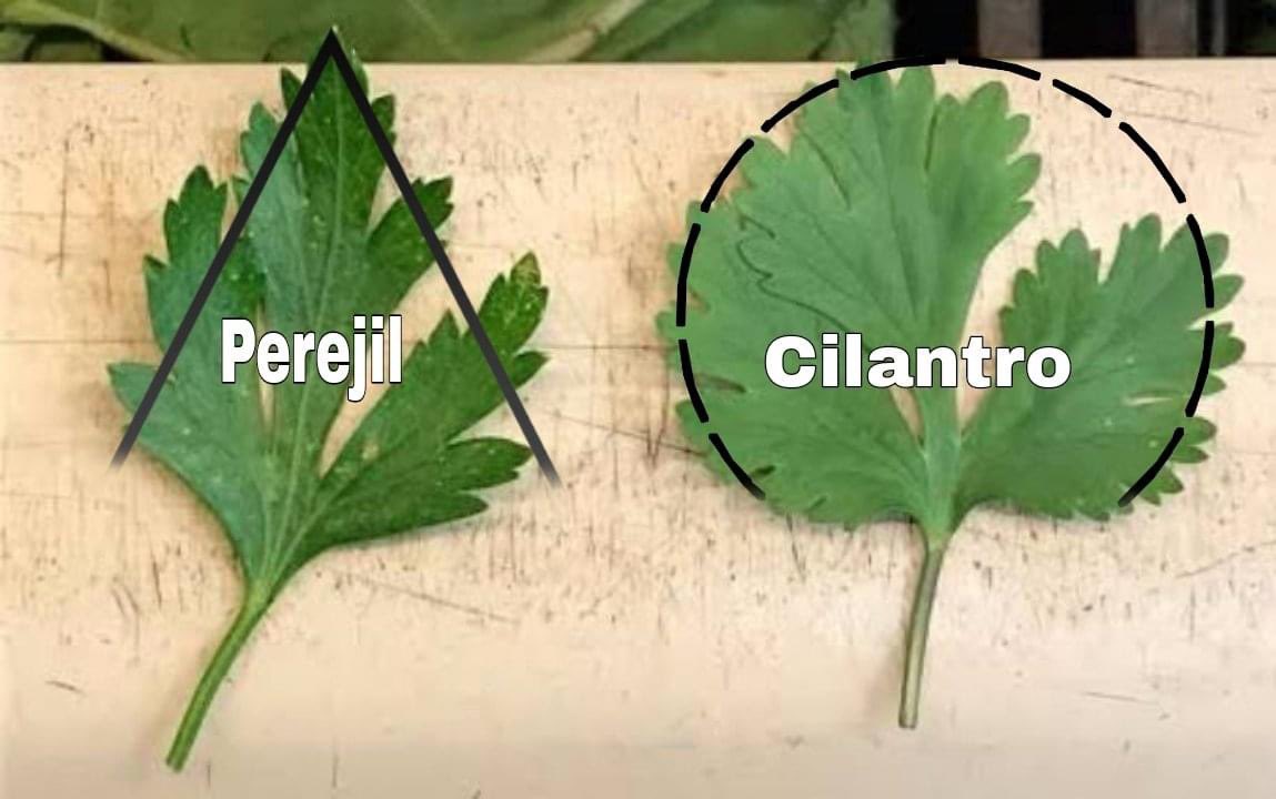 RECUERDEN AMIGOS: 👌🏻 😉

— Perejil con 'P' de pirámide. 
— Cilantro con 'C' de circulo.