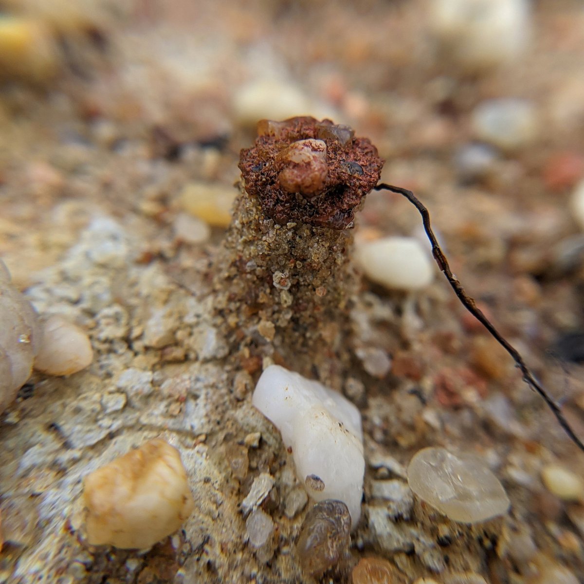 suburbanjungle_'s tweet photo. "mushroom" rocks in the Pine Barrens https://t.co/XvUndvJ7Xi