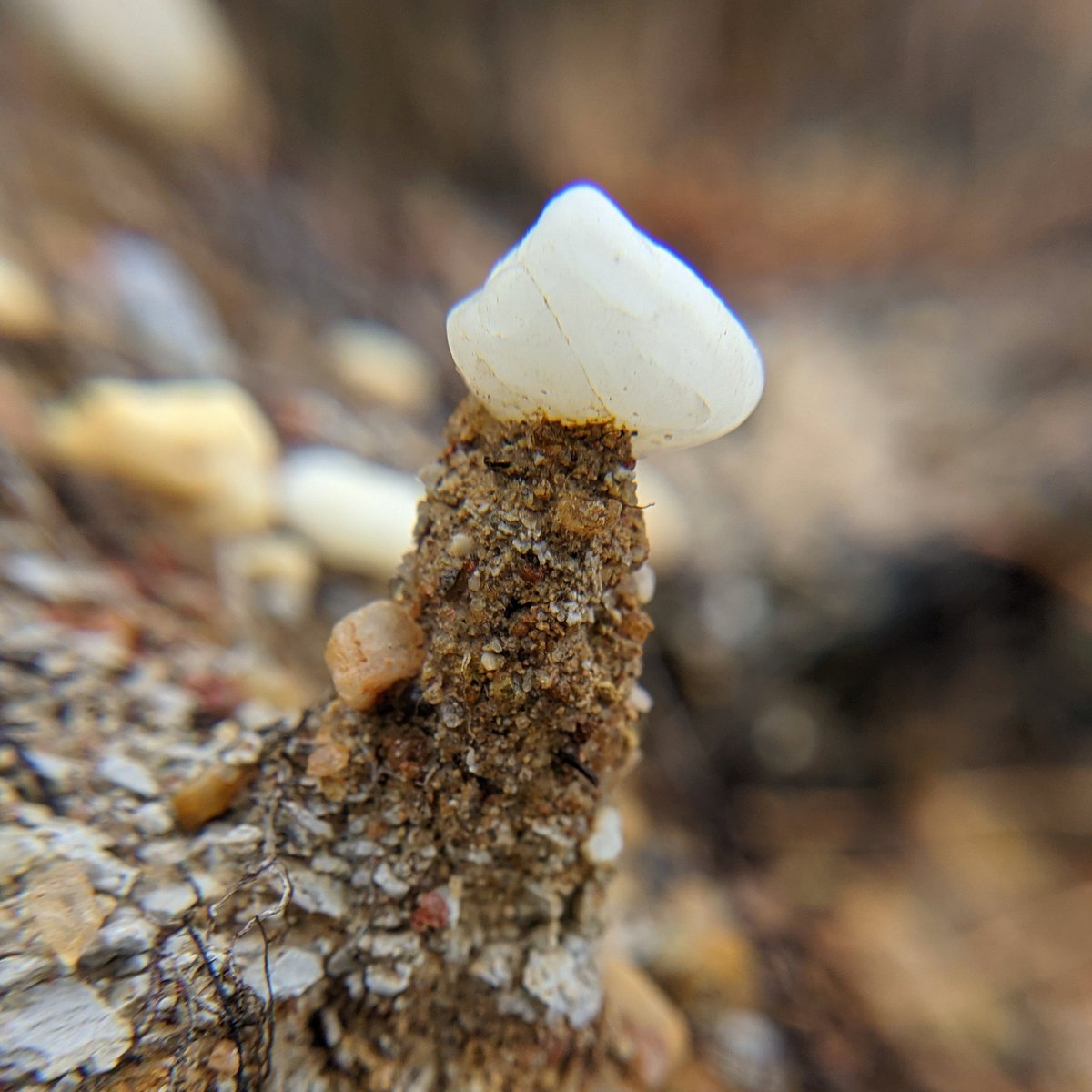 suburbanjungle_'s tweet photo. "mushroom" rocks in the Pine Barrens https://t.co/XvUndvJ7Xi