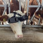 見た目はまぬけだが、意外と効果がある？ウシにVRを装着したらミルク５Lの増産に成功