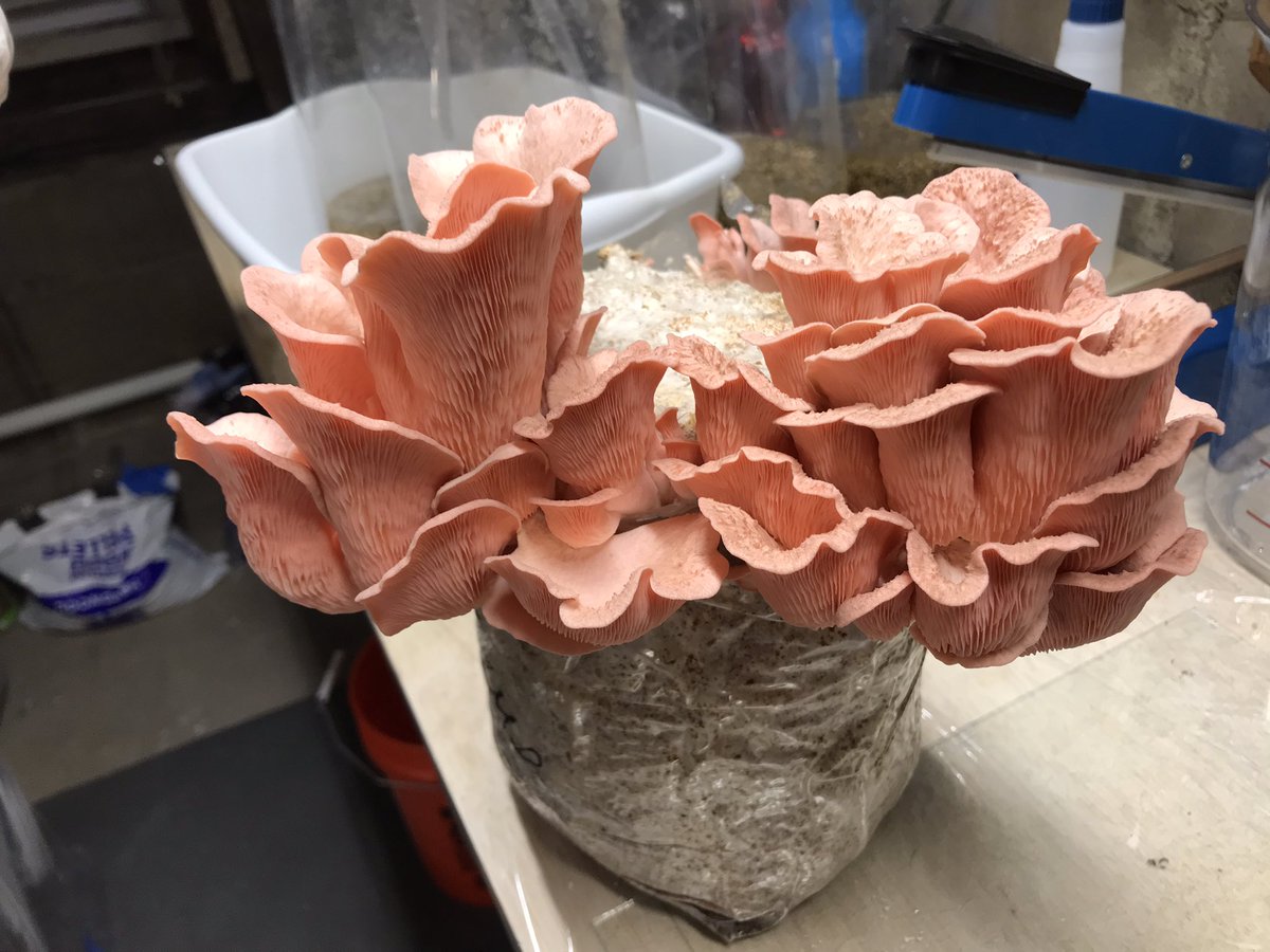 UnderoakFarm's tweet photo. Growing pink oyster mushrooms #Mushroom #pinkoyster #oystermushroom #pinkoysters #gourmetfood #gourmetmushrooms https://t.co/hrmoXrRJGv
