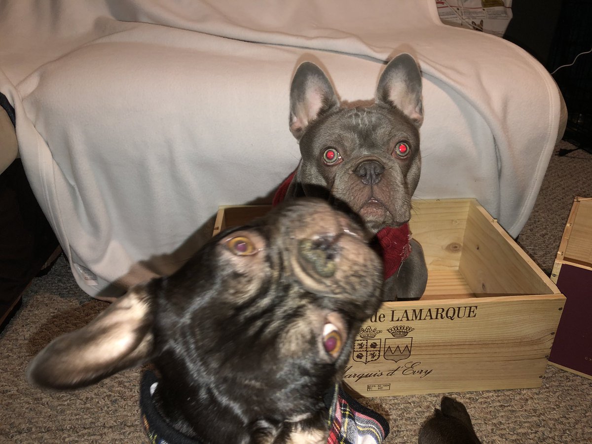 BaysideFrenchie's tweet photo. We ordered #wine and we got #whine 🤷🏻‍♂️🤣🐶🐶  #frenchbulldog #frenchie #dogs #dogsoftwitter https://t.co/IMCo2VkVmO