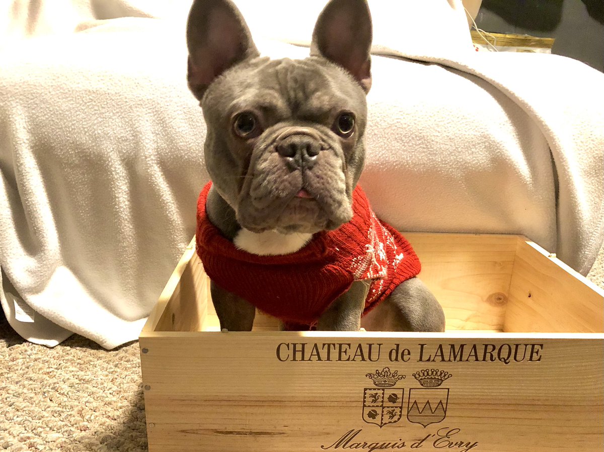 BaysideFrenchie's tweet photo. We ordered #wine and we got #whine 🤷🏻‍♂️🤣🐶🐶  #frenchbulldog #frenchie #dogs #dogsoftwitter https://t.co/IMCo2VkVmO