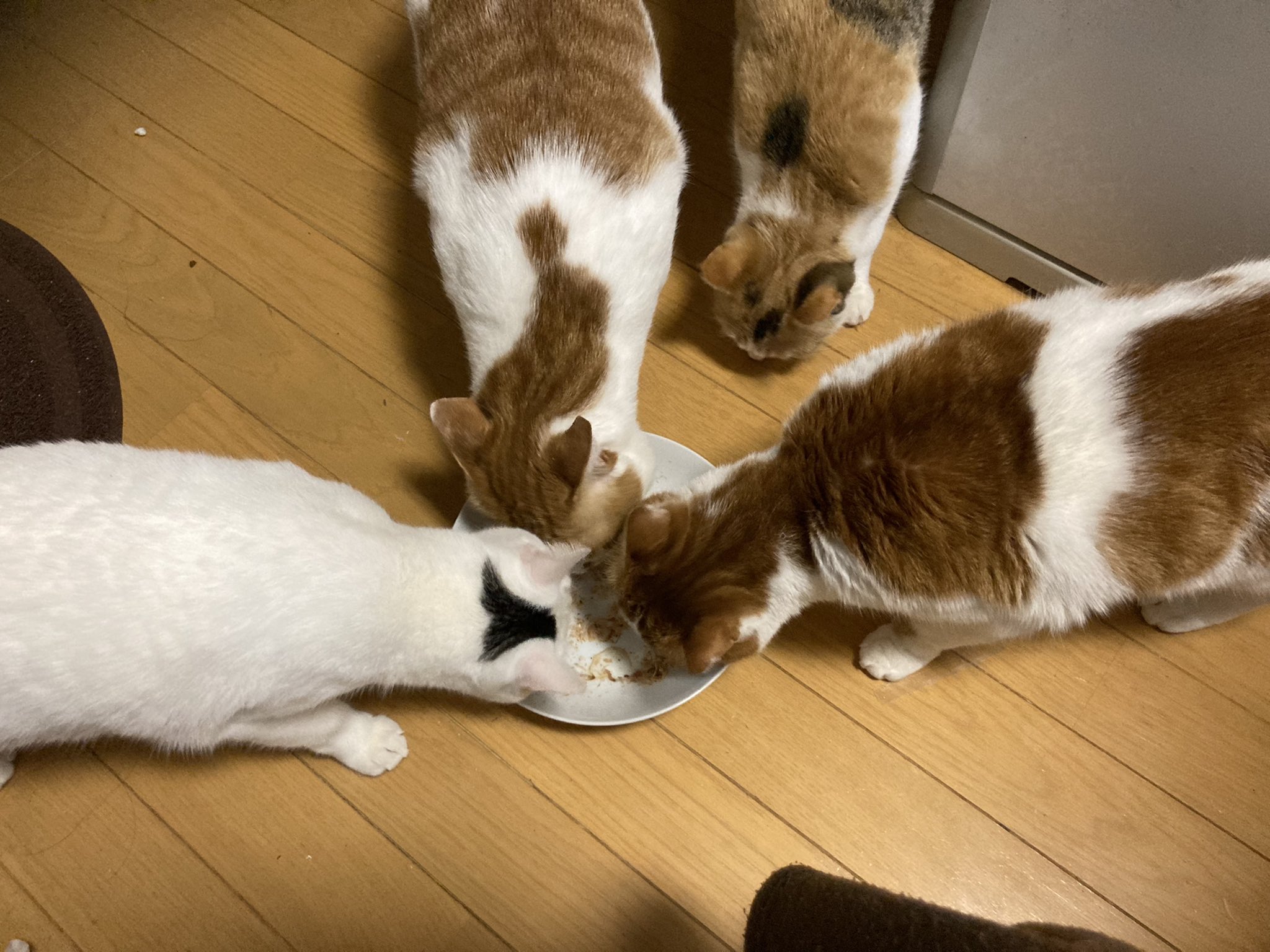 猫の好物 Twitter Search Twitter