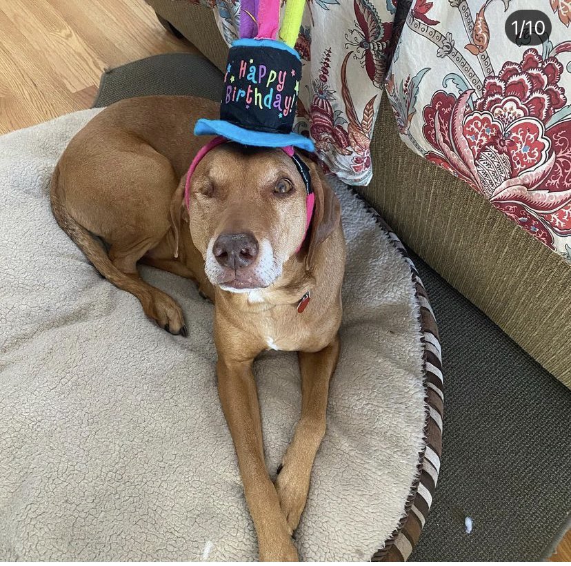 betsygriebs's tweet photo. @bunsenbernerbmd Timber’s birthday hat! #hatfriend https://t.co/AMAgLdz1On
