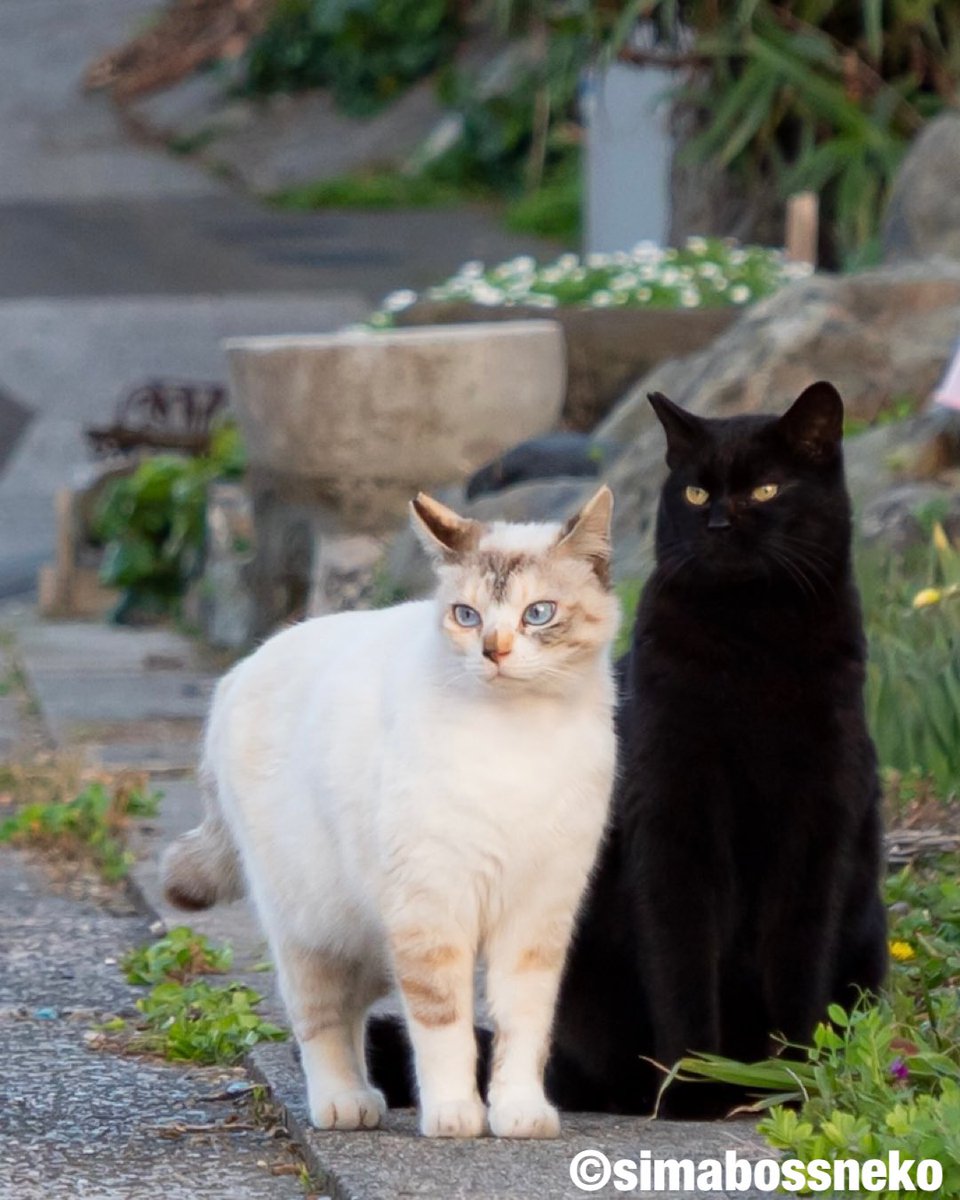 ふわもふコンビ😸😸✨ Fluffy friends❣️