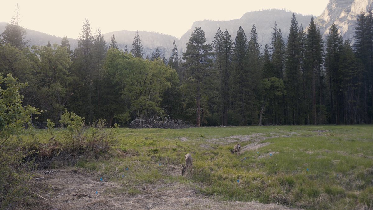 pat_roell's tweet photo. I could really use a trip back to @YosemiteNPS I miss it so much, I think about it everyday. I made a video of the two short days we spent in beautiful #yosemite #yosemitenationalpark #shortfilm #travelfilm 

https://t.co/0XqgI01320 https://t.co/QwmH7qvlfS