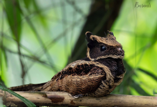 ua_ursula's tweet photo. @marwilliamson Have you seen the Great Eared Nightjar? It’s the most adorable of the dragons😏 https://t.co/k9IJFr6TOL