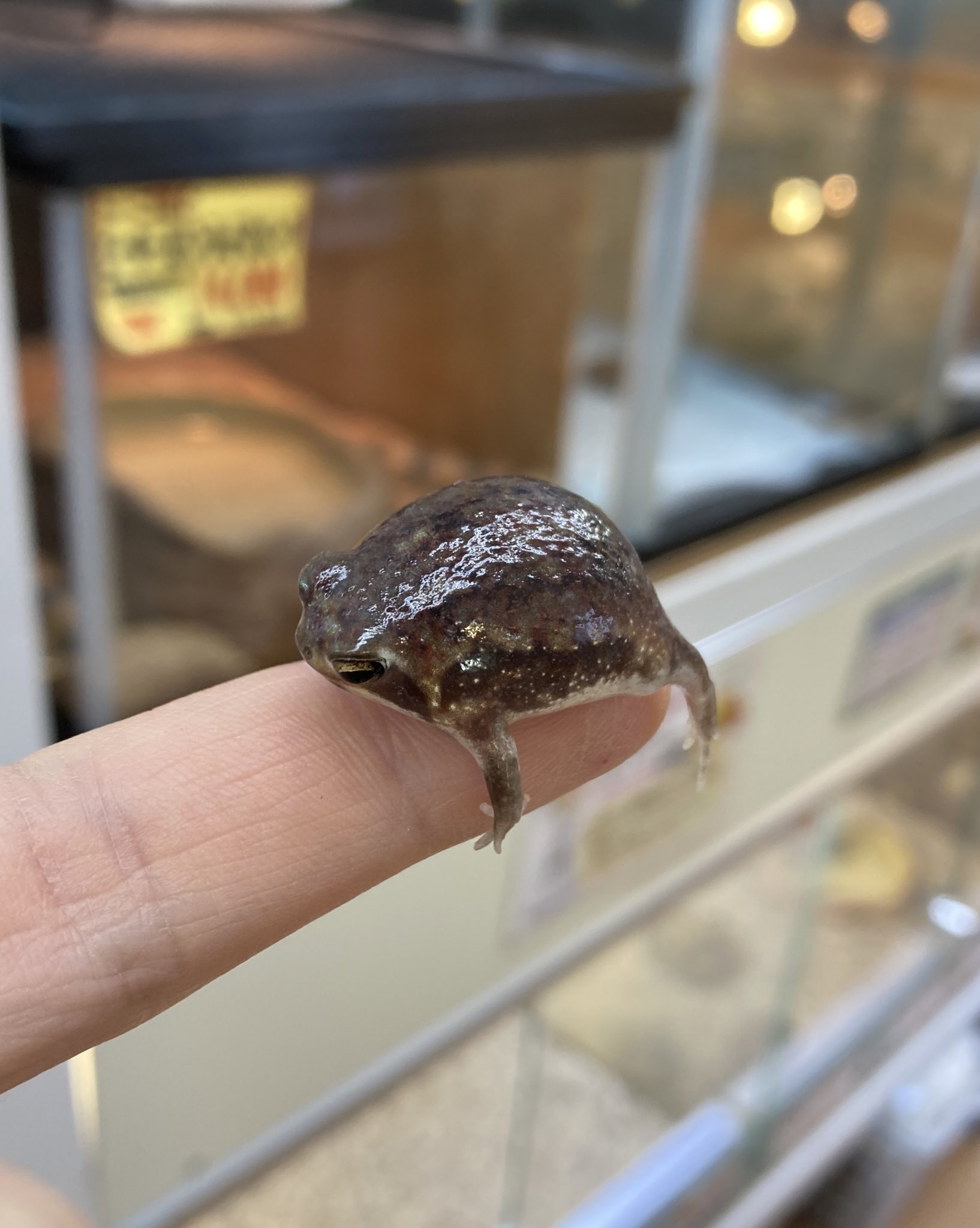 かねだい横浜店 Kanedaiyok Aqua Twitter