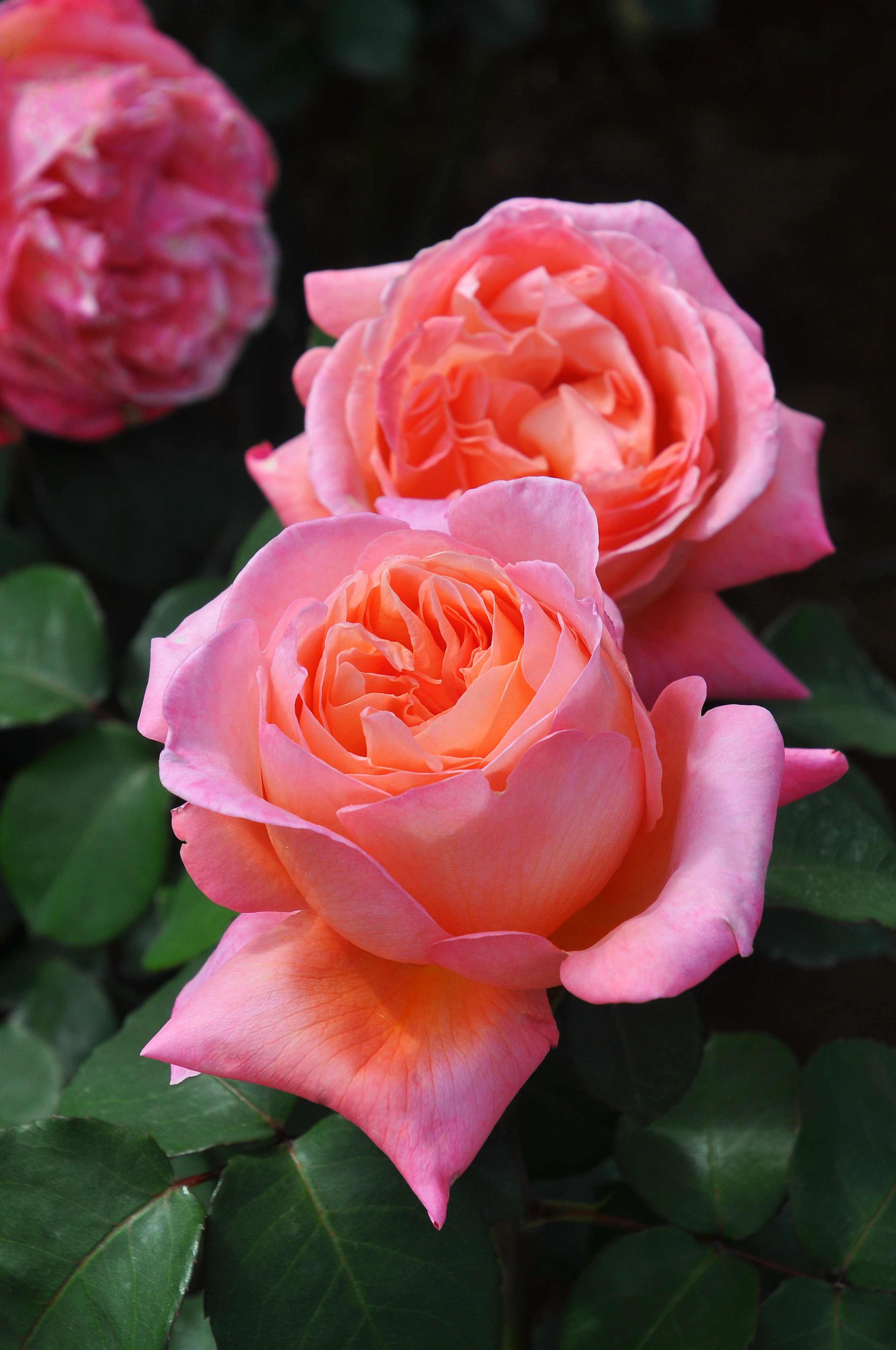 バラの家 公式本店 Rosa Orientis Rosa Orientis Twitter