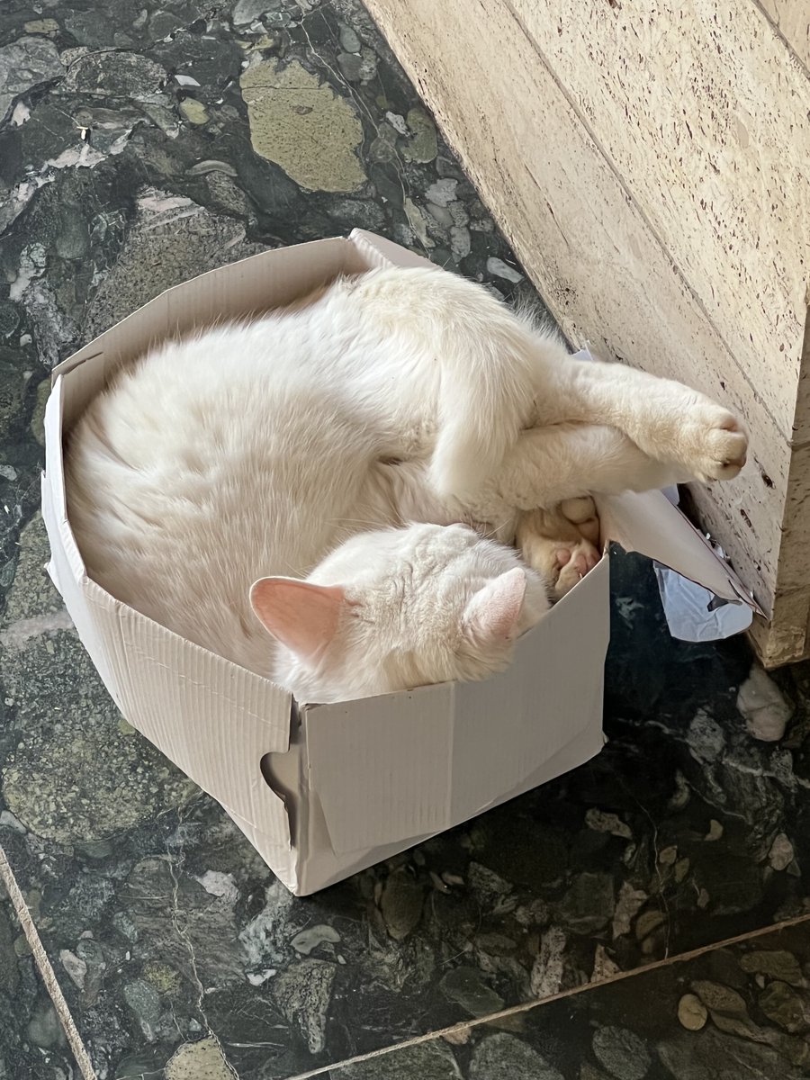 My cat is often looking for uncomfortable places. Sometimes we have to do that too in order to feel ourselves.