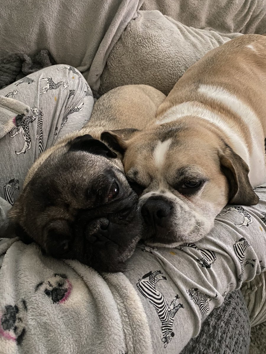 It’s a good job HuMum works from home coz she’d be very late for work otherwise😂. We’re so comfy snuggled in between her legs she feels too guilty to move
#pyjamaday