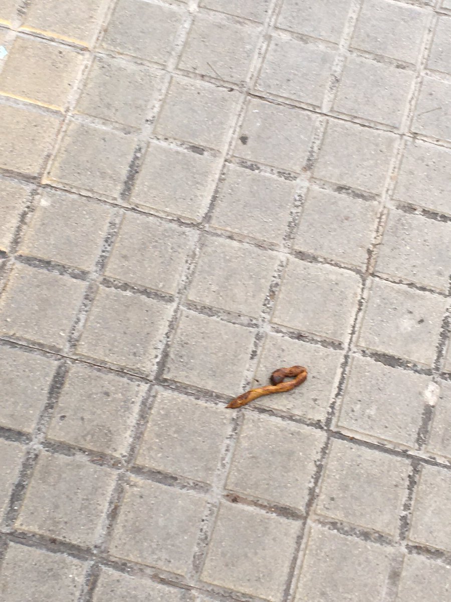 whea81's tweet photo. @guijarroruben @Badalona_GUB @Totbadalona @bdncom  Solamente 4 fotos de las 8 que he podido hacer de camino a la escuela... c/ Cervantes Guifré hasta la Escola Badalona Port. Hay solución? Esto cada día va a mas... 0 civismo y poca limpieza de calles. Soluciones porfavor!😤 https://t.co/ltclxYERiL
