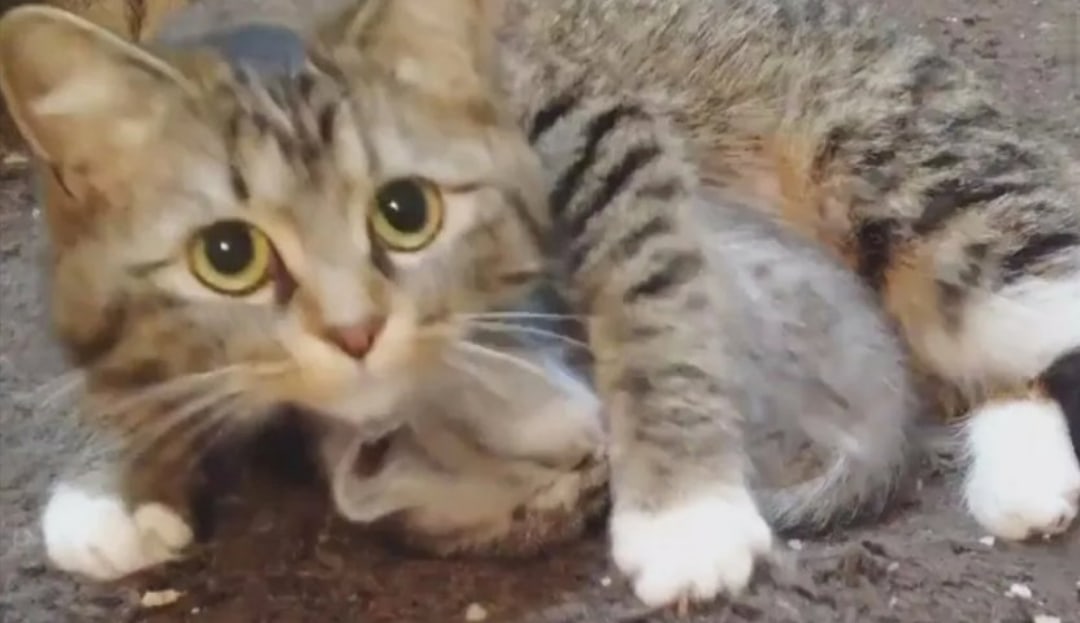 Домашние кошки. Кошки фото. Кошка защищает своих котят. Кошка матушка. Мама кошка защищает котят от собаки.