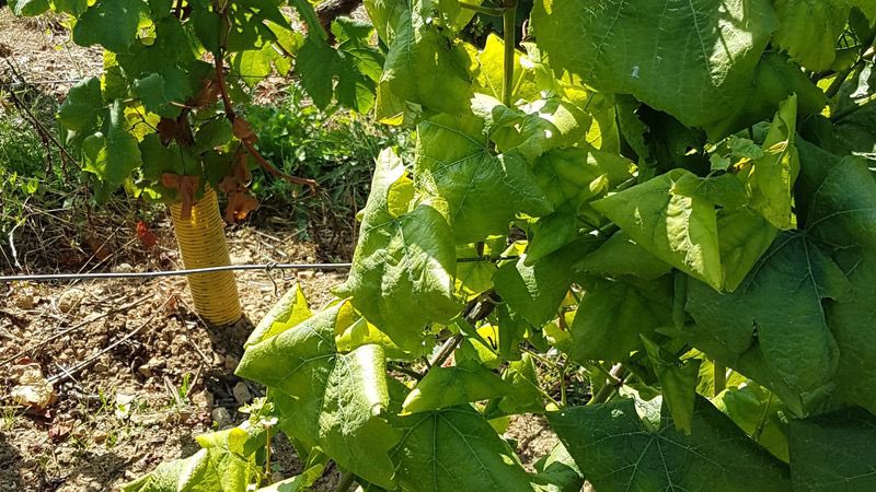 HISTOIRE_DU_VIN's tweet photo. Vignes : la maladie du bois noir envahit la Bourgogne via @franceinfo @tipfeiffer  https://t.co/eRyLa3Wi47 @chriou https://t.co/Z8Cxx5YM4B