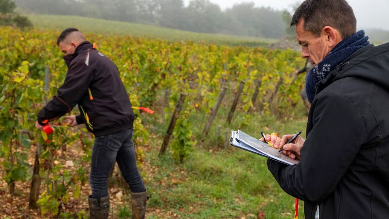 HISTOIRE_DU_VIN's tweet photo. Vignes : la maladie du bois noir envahit la Bourgogne via @franceinfo @tipfeiffer  https://t.co/eRyLa3Wi47 @chriou https://t.co/Z8Cxx5YM4B