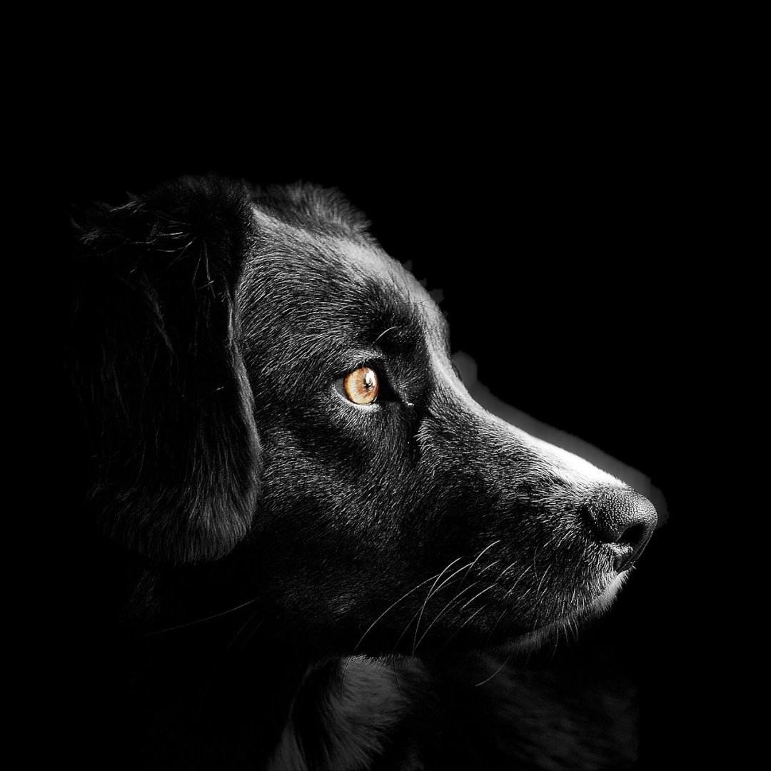 Black dogs rock! 
#blackdogs #adoptablackdog #blackdogsrock #black #dogs