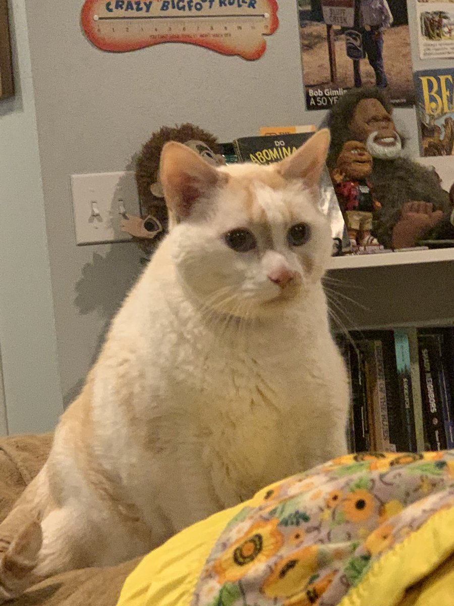 PNWeird's tweet photo. Our beautiful cat Vinnie yowled in agony 3 hours ago and collapsed. Was certain he was about to cross the rainbow bridge. I saw the life draining out of him. Then he got up and ate. He’s acting funny. I hope he’s okay but I know he’s not. He’s a good boy. I love him. https://t.co/KuErxbCzsw