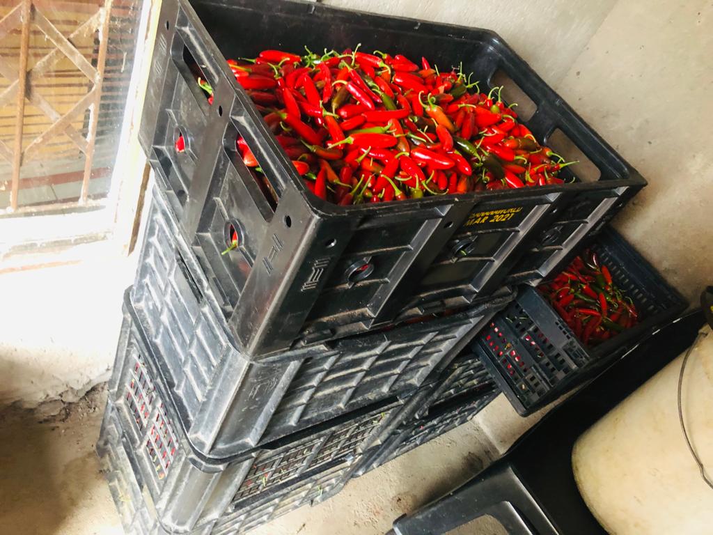 Harvest
There's no time for mediocrity when we building an Empire.

30 Crates fresh Red Serrano 

I'm proud to be a Farmer 👨‍🌾