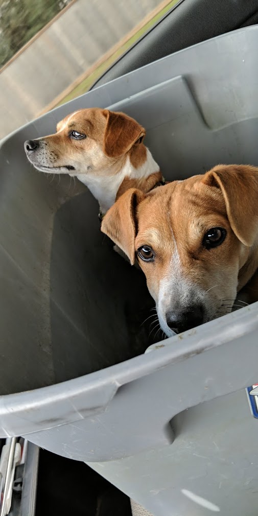 J_Swanson_'s tweet photo. @NoPeasForMe @AzukiZen someone had dumped these guys and I saw them on the side of a 55mph road. They were barely avoiding getting hit so I pulled over and grabbed them to take to a shelter. (They were covered in fleas and all I had in my truck was a rubbermaid.) #AzukiGoodBeans https://t.co/xpacXibrLd