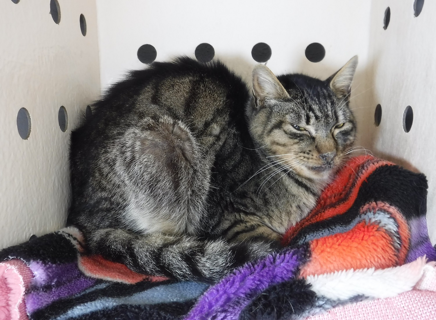 八戸市 八戸市保健所で 飼い主さんのお迎えを待っている猫さんがいます １月６日に長根で保護されたキジトラ柄のオスの猫さんです 飼い主さんのお迎えをお待ちしています 迷い猫 T Co Rij4hjg3tu T Co Cgrdrkht4t Twitter