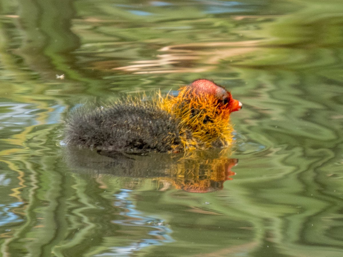 c_mperman's tweet photo. A visit to Upper Stranger Pond today #CanberraWalks Plenty of birds, and a nice day for a walk. @KMRiethmiller @GbhvfRon @CraigAllenCBR @wapple15 @TimYowie The Pond; Coot chick; Cute cygnets; and a Reed Warbler with a snack ... https://t.co/j5SerOE3eL