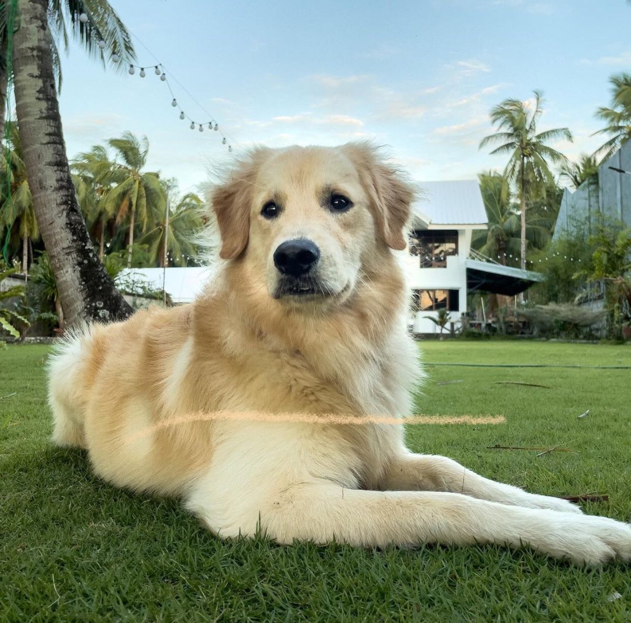 Happy birthday, big boi Ringo ! 
