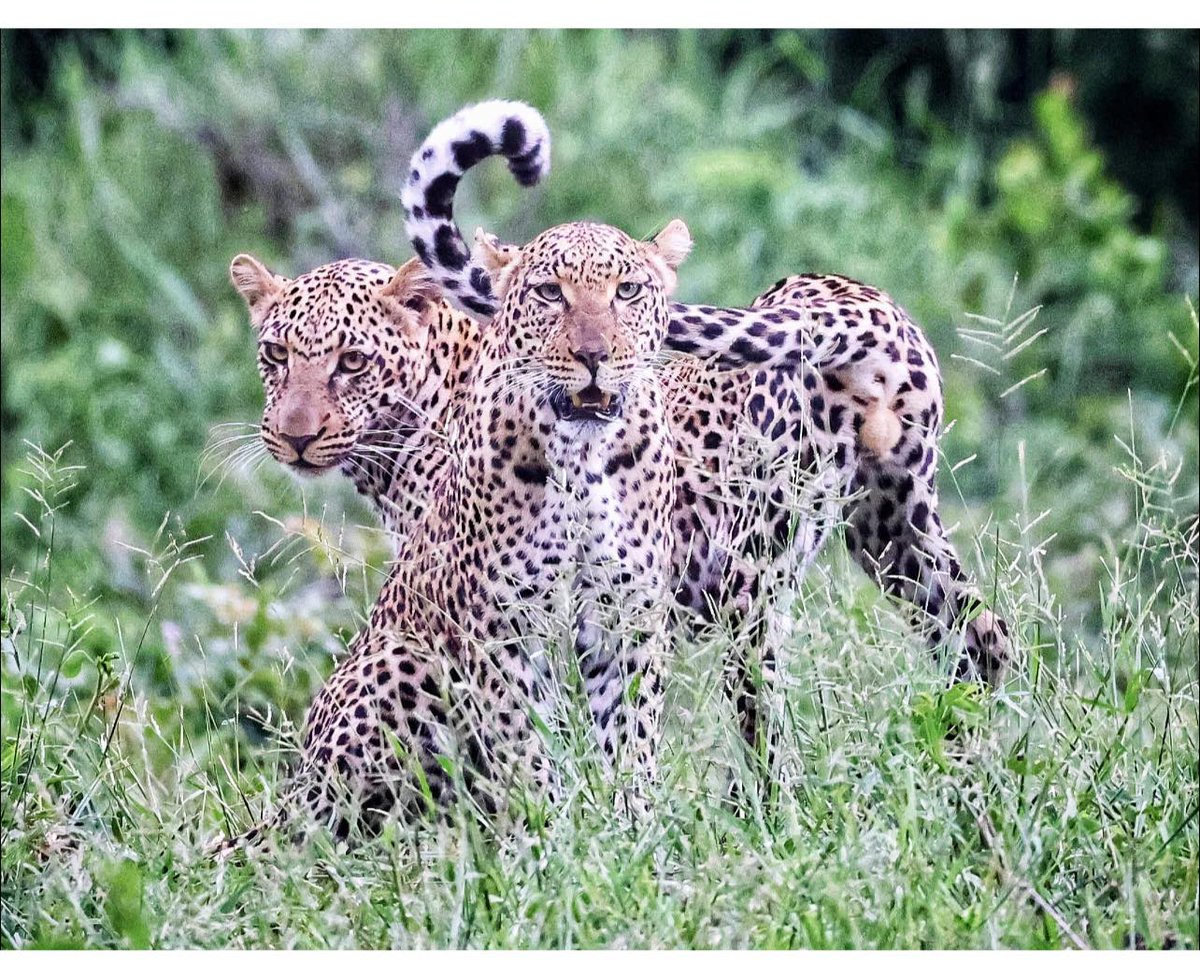 KarongweBig5's tweet photo. Leopards are the eye of Africa, linked through a connective nerve directly to what this continent means and symbolizes...
https://t.co/ifWD0zgIpK
Image Credit: Savannah Hanni
#karongweportfolio #hoedspruit #safarinow #travelnow #destinationgo #safariexperience https://t.co/8qStMVx086