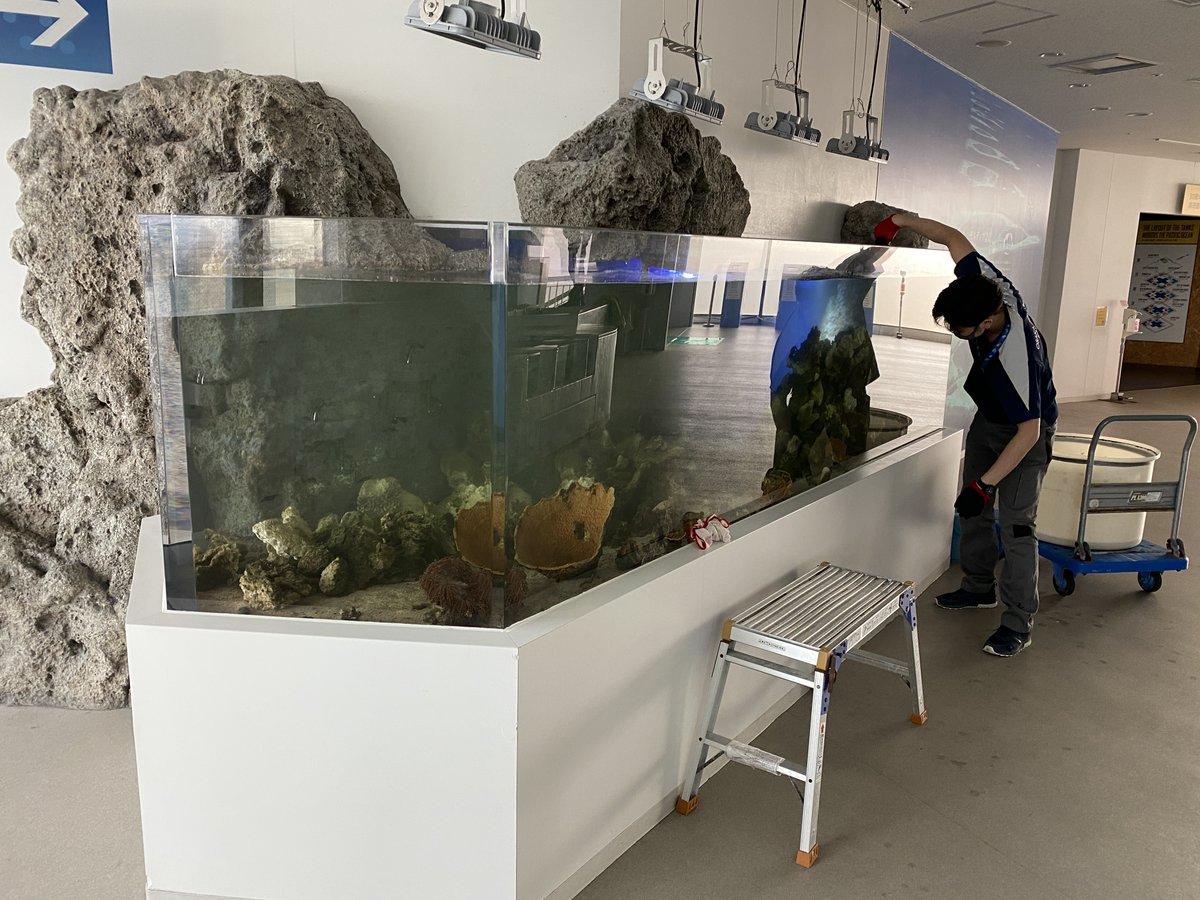今日と明日は休館日

館内では普段できない様々なメンテナンスを行っています。
水を抜いて水槽内の掃除をしたり、岩の配置を変えたり…休館日ならではの光景を少しだけご紹介👀