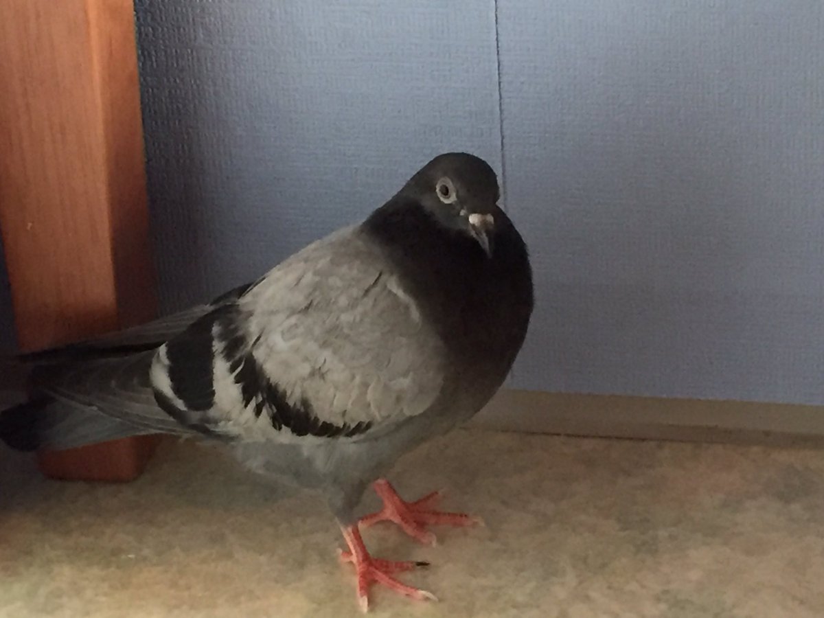 뽀솜이네 근황.. 추위와 굶주림에 떨고 있던 비둘기를 역앞에서 주워서 돌보고 있습니다. 너무 마르고 약해보여 금방 죽을것 같았는데 너무 씩씩하게 잘 크고 있어요 완전 통통하고 귀여움! 왼쪽은 주운날, 오른쪽은 엊그제