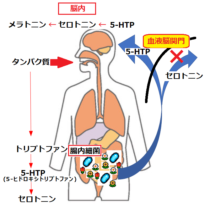 メラトニンのtwitterイラスト検索結果