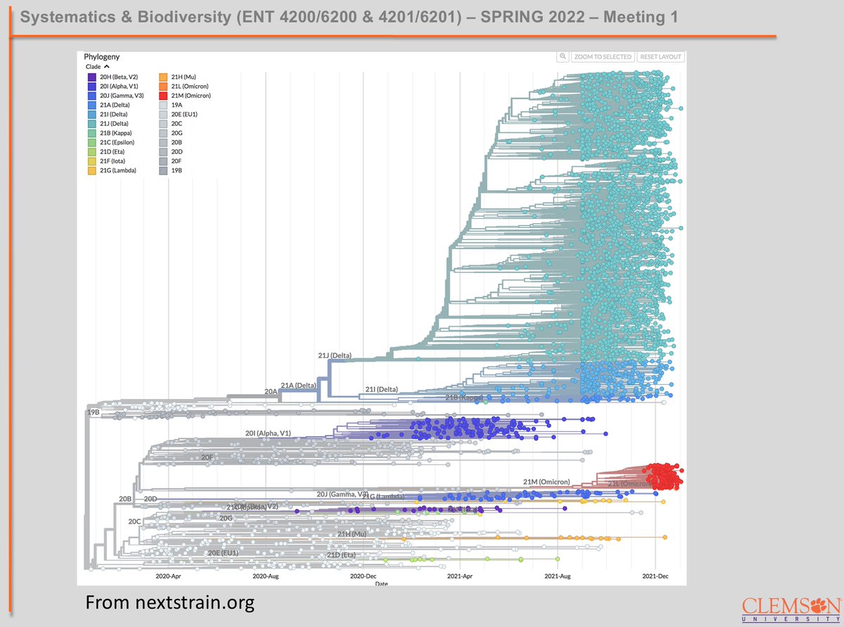 Systematics &amp; Biodiversity, Spring 2022 edition, starts today, with a SARS-CoV-2 phylogeny, of course!