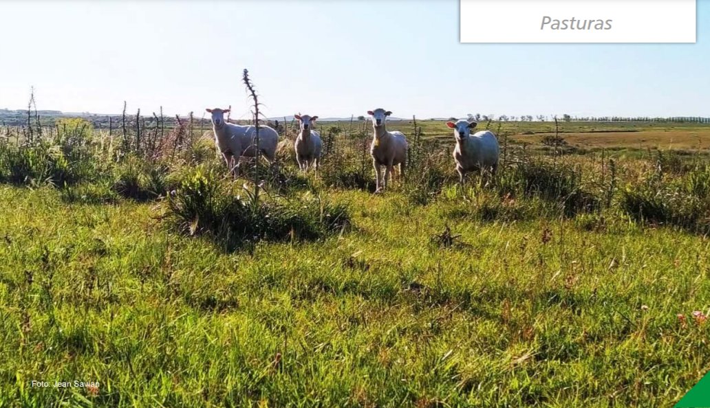 NOVEDADES REVISTA INIA
✅Un nuevo experimento de largo plazo en INIA Treinta y Tres con foco en la sosteniblidad del campo natural
▶️inia.uy/Publicaciones/…