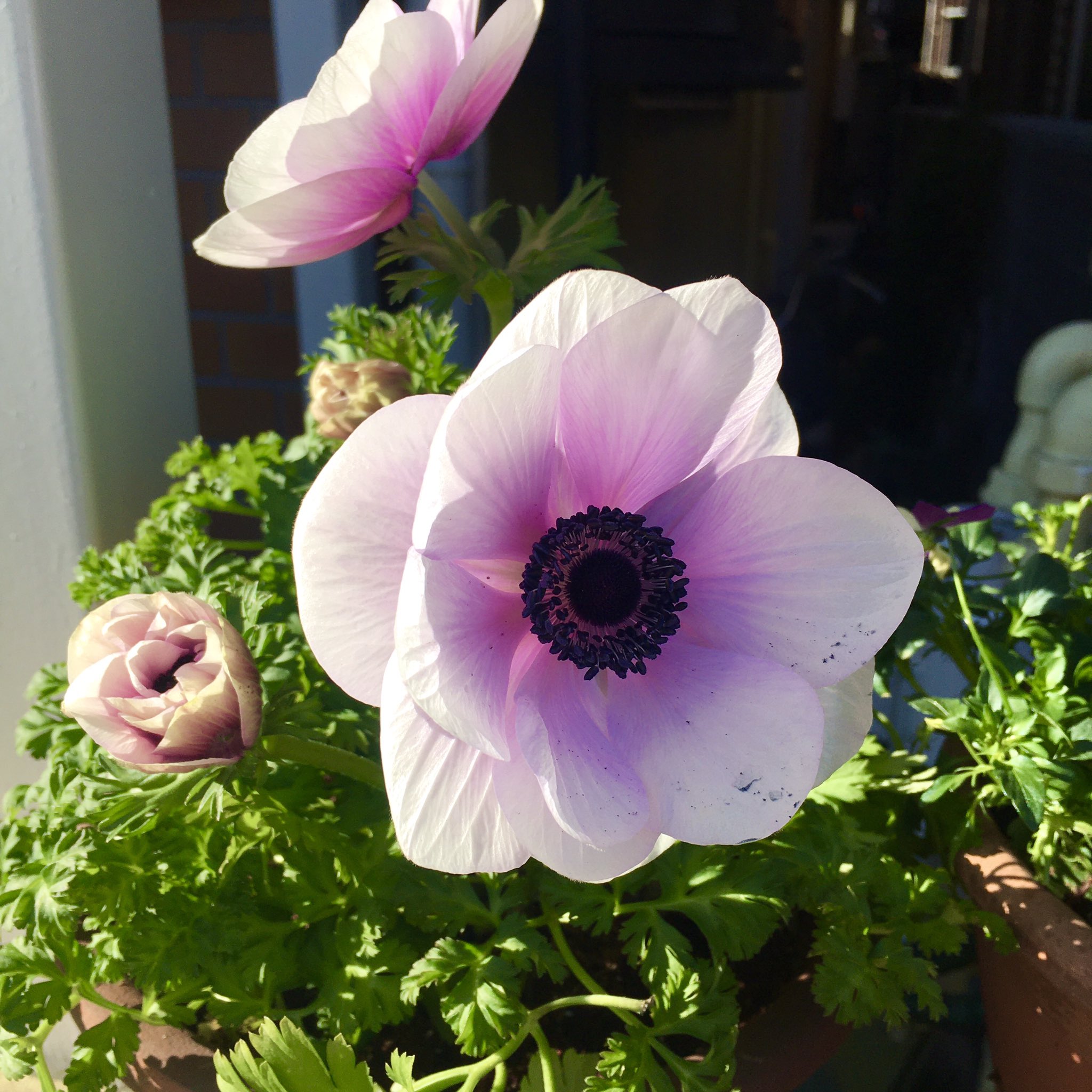 Nono 今日のアネモネ 大きな花でとっても可愛い 蕾も２つふくらんできた アネモネ 鉢植えガーデン T Co 1mzaewqtnz Twitter