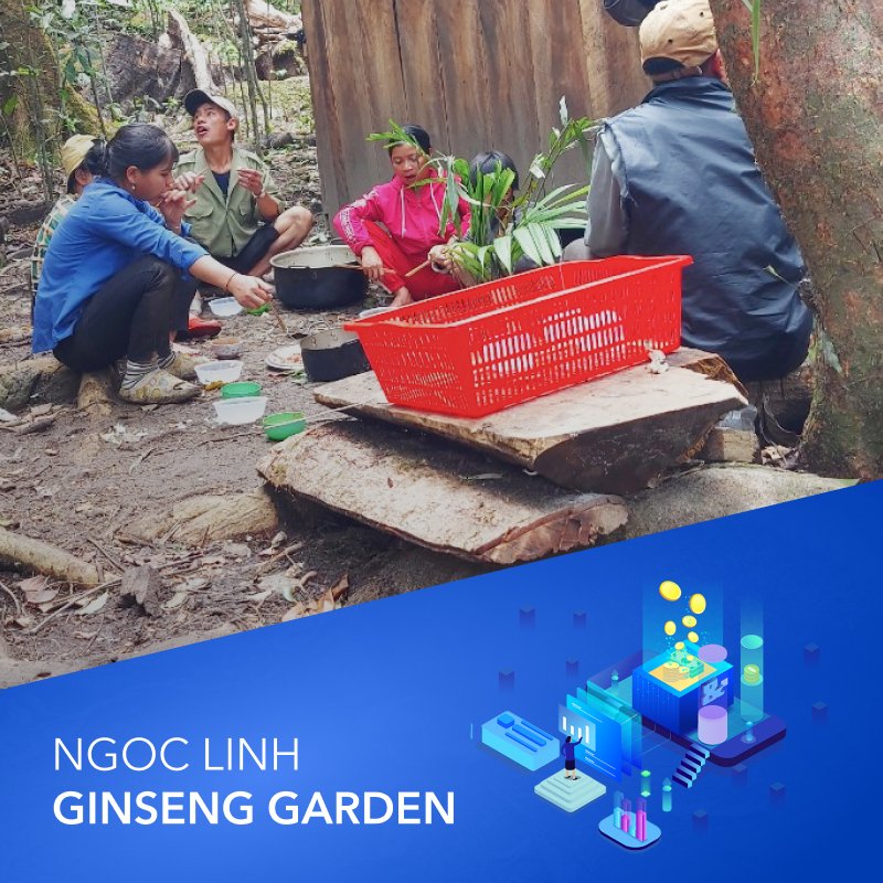 KFIVEToken's tweet photo. 🔥 Most recent info about Ngoc Linh ginseng garden of #KFIVEEcosystem

🤲 Many ginseng gardens are still being expanded from scale to perfecting planting!!!

More details via:
Website: https://t.co/xDbFUxGyV3
FB: https://t.co/tPVTE2AVh7
Medium: https://t.co/lfHDJSx610 https://t.co/Cv6tcHrSzU