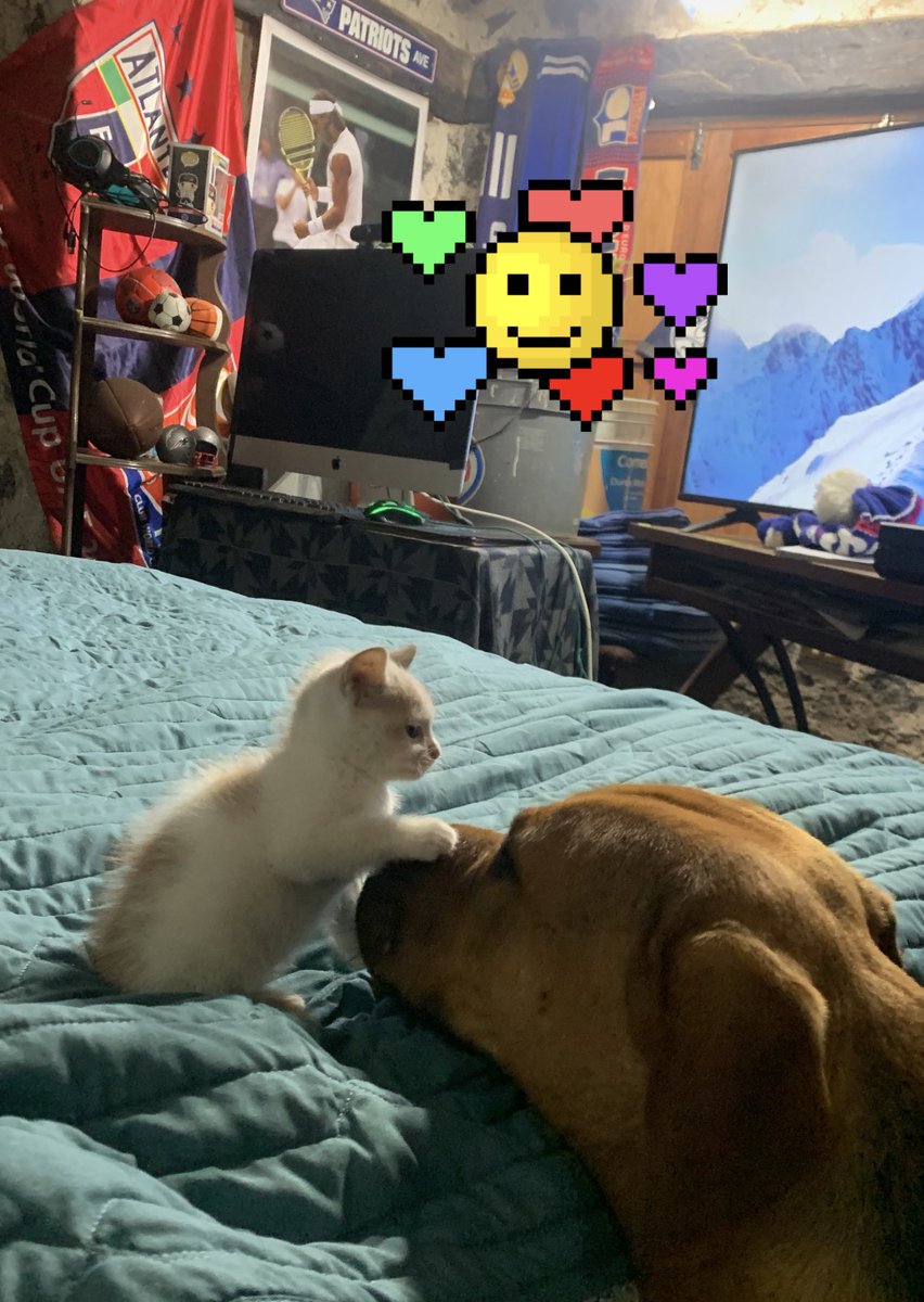 Chelomaya's tweet photo. Cuando tus #GatosYPerros se aman así, algo bueno has hecho como líder de la manada de 7 perros 🐶 y una gatita😻! #machoalfa #Criptonita y #Tyron #MañanasFelices https://t.co/ajRmhBRLaj