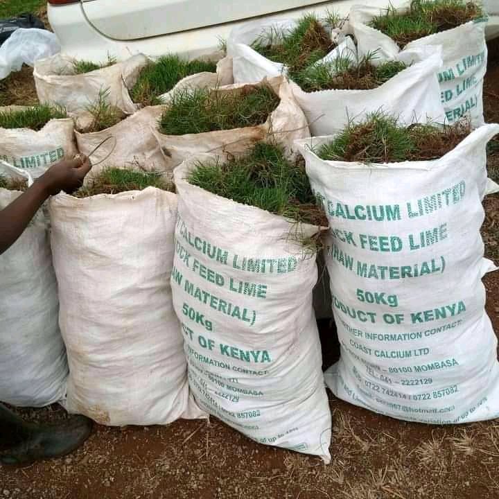 Brigadier_Kenya's tweet photo. Arabic grass does very well in South B, South C and in Langata
Ksh 1,500 for a 50Kg sack
Free delivery done
0729223329
@Landscape_Kenya 
SOUTH C https://t.co/xtVuMPxvrZ