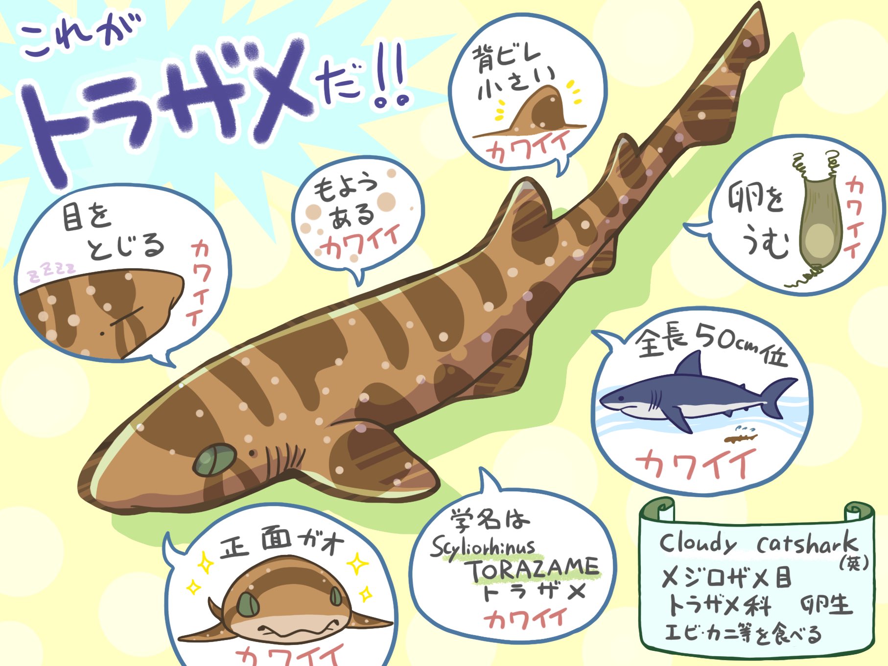 Egps サメ描く奴 これがトラザメだ サメ Shark トラザメ T Co Msyipnknfd Twitter