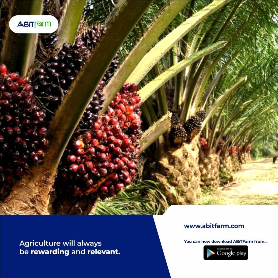 abitfarm's tweet photo. We wanted to add a motivational qoute there, but today we want to Just DO.
That being said; Are you taking full advantage of Agriculture's relevance?
#abitfarm #abitnetwork #agriculture #crowdfunding #investment #farming #tech https://t.co/mRxyW9gFr1