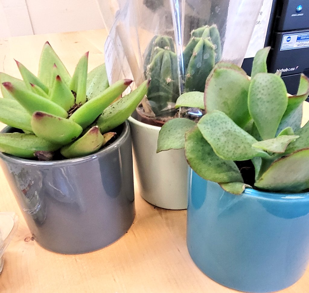 Running2staysa1's tweet image. Nipped to coop to grab some breakfast and randomly got these because they look cute &amp;amp; are the only plant I can keep alive. Not very edible though 😂#treat #randompurchase #ilikethepots