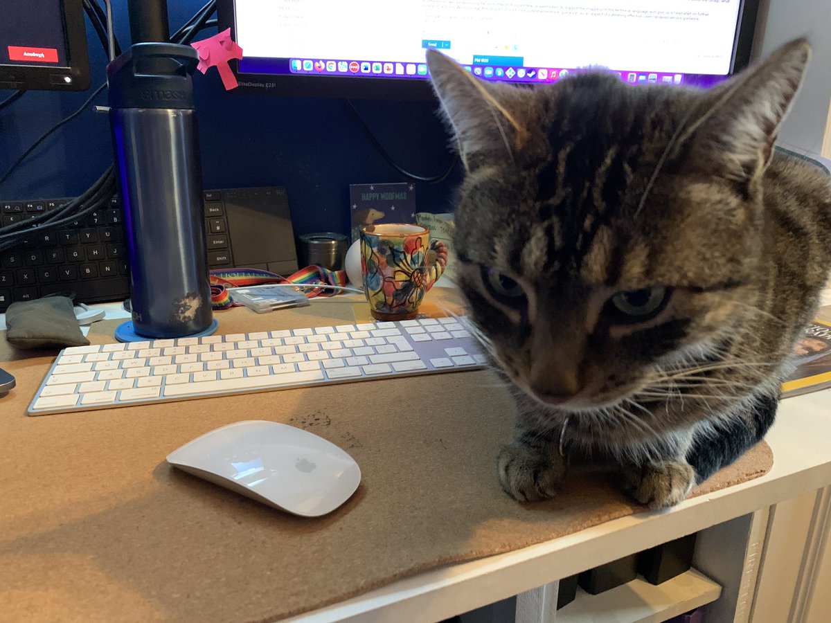 i_am_stratos's tweet photo. What I have to deal with on a Wednesday morning #juliodacat #workpal #isgpets #ltwpets https://t.co/UP4Gq18X4p