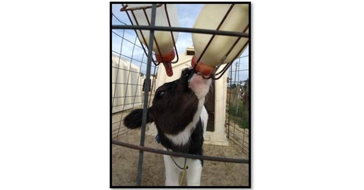 ElsevierNews's tweet photo. *REPOST* Dairy calves raised during the height of summer can show reduced growth, due to exposure to #heatstress, which can result in dramatic physiological &amp; behavioral changes: https://t.co/HyNb7W91px #milkmanagement #dairycalves

@jdairyscience @ADSAorg @ElsevierVetNews https://t.co/XaWM9xFgMZ