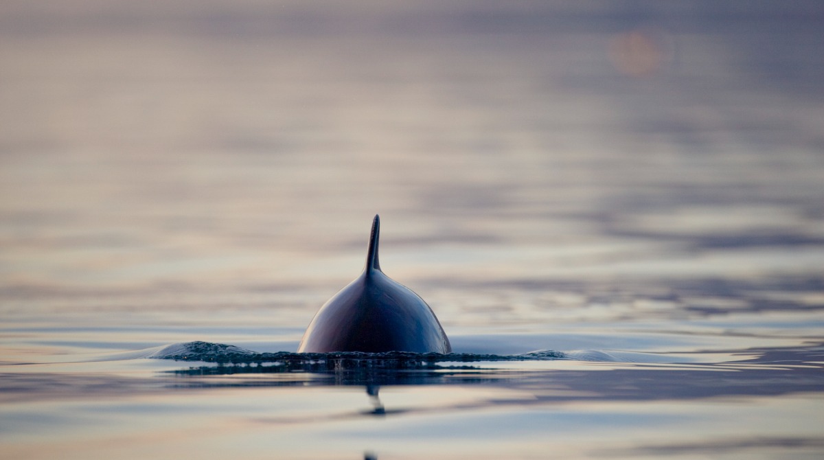 porpoise swimming in ocean