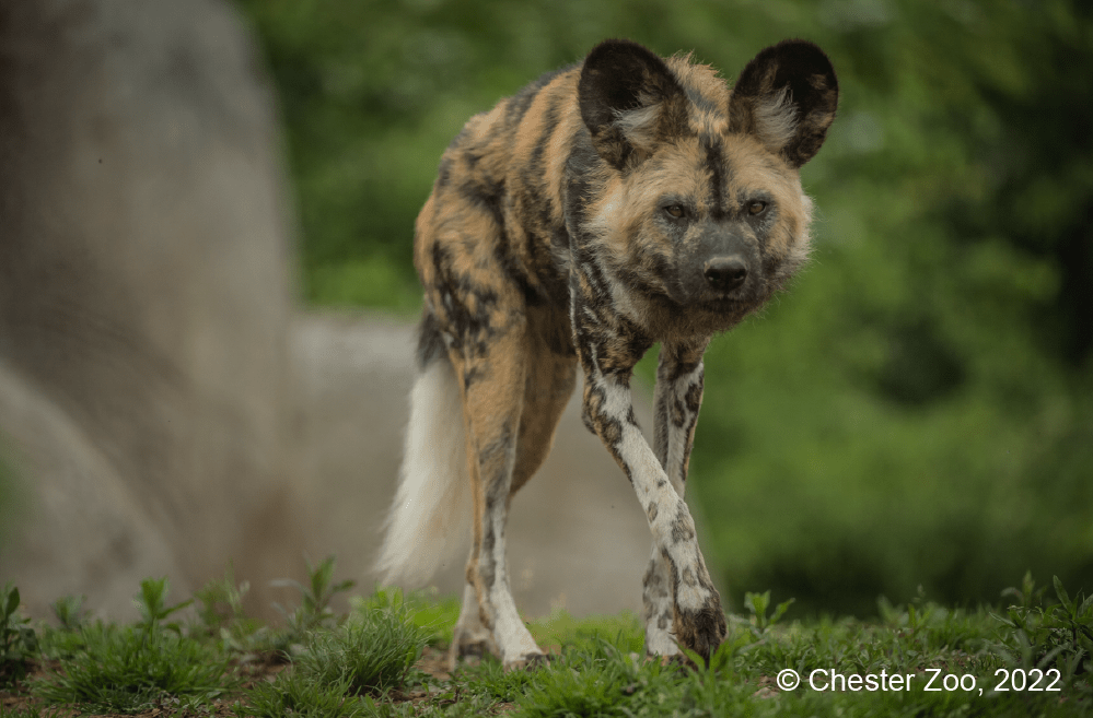 CallunaGraphix's tweet image. We work closely with @NaturesSAFE1.
They are currently in with a chance of winning a share of £50,000 - enough to save 2 species from going extinct! Please help by visiting via: seib.co.uk/about-us/seib-… 

You just need their charity number - 1192876. The deadline is 17th January.