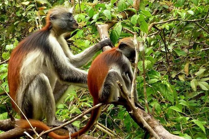 MilkasiaJ's tweet photo. Tanzania Best Safaris helps you all to organize 
 NORTHERN TANZANIA SAFARI 
ZANZIBAR SAFARI 
MOUNTAIN CLIMBING 
DAY TRIPS 
 
For any enquiry get in contact with via
WhatsApp/Call +255 744 178 288
Email tanzaniabestsafaris@.com https://t.co/3yhuA0dYIk